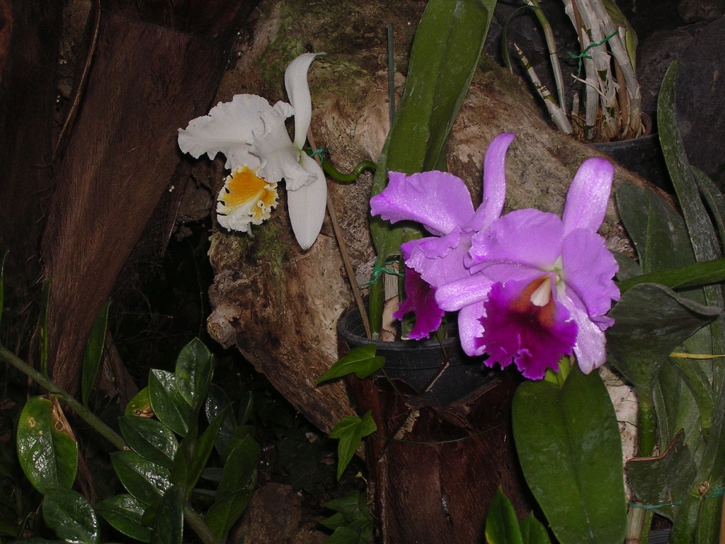 Orchidea - Orchid